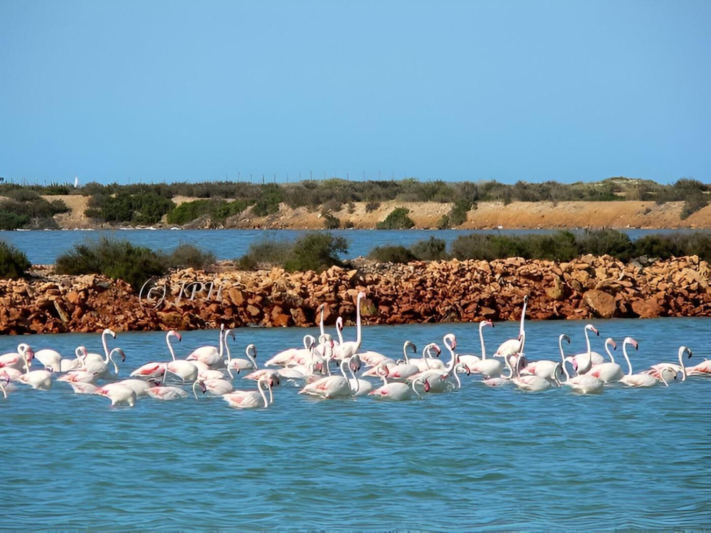Flamingo Vila Alicante San Pedro del Pinatar Eksteriør billede